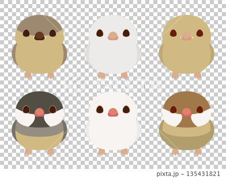 Java sparrow chicks and adults Java sparrow chicks and adults 135431821