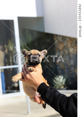 フレンチブルドッグの仔犬 135431842