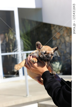 フレンチブルドッグの仔犬 フレンチブルドッグの仔犬 135431843