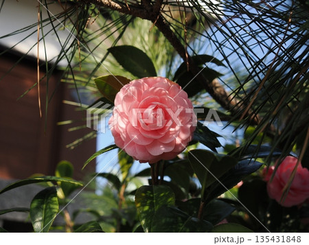 陽光を浴びて咲くピンクの乙女椿と松の枝　下関の春 135431848