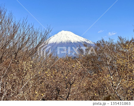蝋梅と富士山 蝋梅と富士山 135431863