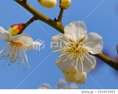 青空に映える白い梅の花(白梅)のアップ 青空に映える白い梅の花(白梅)のアップ 135431943