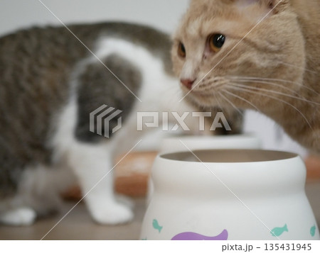 餌を食べる猫 餌を食べる猫 135431945