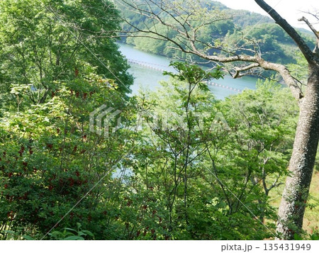 森の中の湖 森の中の湖 135431949