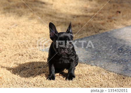 フレンチブルドッグ 135432051
