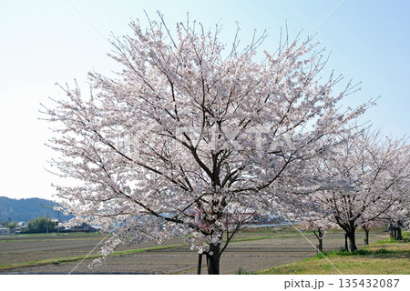 茨城県　久慈川　辰ノ口親水公園付近の桜並木 135432087