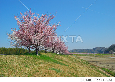 茨城県　久慈川　辰ノ口親水公園付近の桜並木 135432088