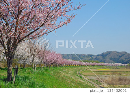 茨城県　久慈川　辰ノ口親水公園付近の桜並木 135432091