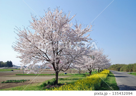 茨城県　久慈川　辰ノ口親水公園付近の桜並木 135432094