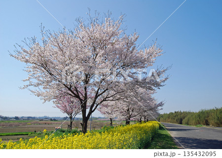 茨城県　久慈川　辰ノ口親水公園付近の桜並木 135432095
