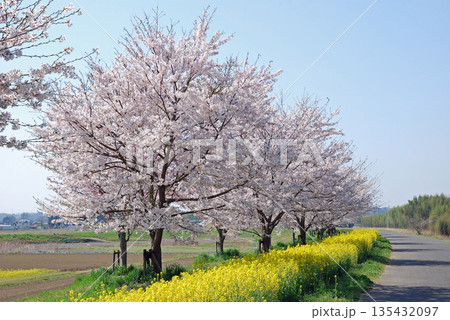 茨城県 久慈川 辰ノ口親水公園付近の桜並木 茨城県 久慈川 辰ノ口親水公園付近の桜並木 135432097