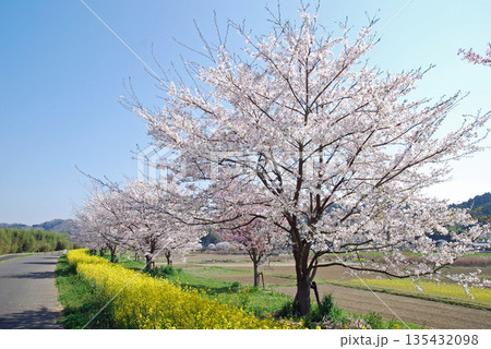 茨城県　久慈川　辰ノ口親水公園付近の桜並木 135432098