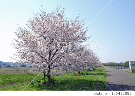 茨城県　久慈川　辰ノ口親水公園付近の桜並木 135432099