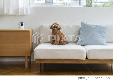 ペットカメラがある部屋のソファに座るトイプードル（5歳の男の子） 135432209
