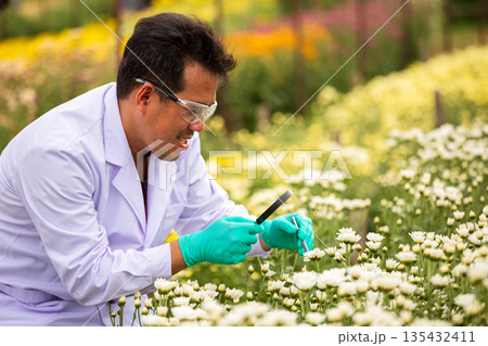 Agricultural scientist wearing lab coat and gloves closely examining white flowers with tools in flower field, representing plant biology research, floriculture innovation, and sustainable agriculture 135432411