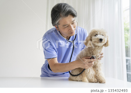 小型犬の診察をする獣医師 135432493