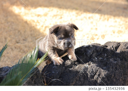 フレンチブルドッグ フレンチブルドッグ 135432936