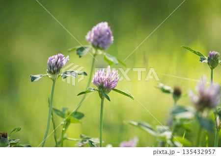 Close-up of vibrant purple clover flowers blooming in a sunlit green meadow during springtime 135432957