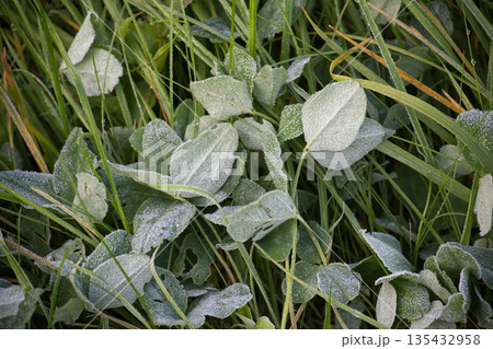 Frosty Morning Leaves and Grass Covered in Delicate Ice Crystals in a Quiet Field Frosty Morning Leaves and Grass Covered in Delicate Ice Crystals in a Quiet Field 135432958
