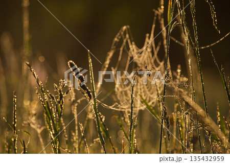 A delicate spiderweb glistening with morning dew, illuminated by soft sunlight. A delicate spiderweb glistening with morning dew, illuminated by soft sunlight. 135432959