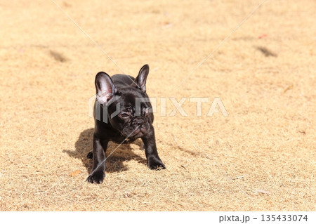 フレンチブルドッグ フレンチブルドッグ 135433074