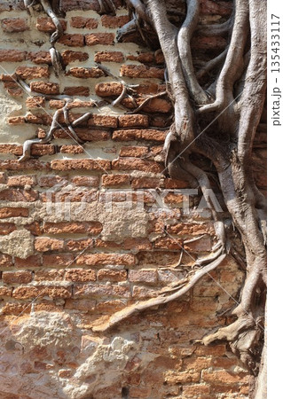 Close up of root tree Close up of root tree 135433117