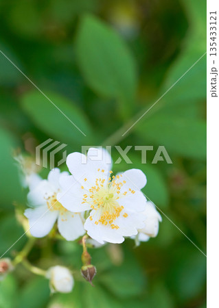 野生の野バラの花のクローズアップ 135433121