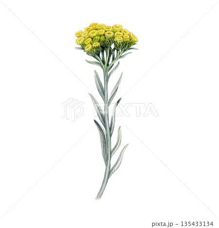 Helichrysum plant watercolor botanical vintage...のイラスト素材 [135433134 ...