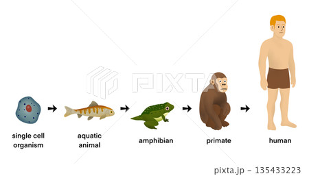 life progression from single cell organism to aquatic animal, amphibian, primate, and modern human. Educational biology diagram explaining natural selection and species development, Evolution concept 135433223