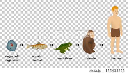 life progression from single cell organism to aquatic animal, amphibian, primate, and modern human. Educational biology diagram explaining natural selection and species development, Evolution concept 135433223