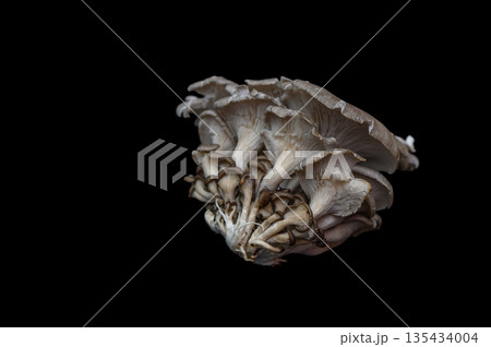 Pleurotus Ostreatus Mushrooms Black Background 135434004