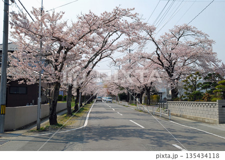福島県富岡町夜ノ森桜並木 135434118