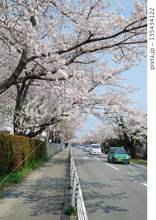 福島県富岡町夜ノ森桜並木 福島県富岡町夜ノ森桜並木 135434122