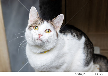 Serene feline portrait, Peaceful domestic cat with bright yellow collar and gentle expression 135434228