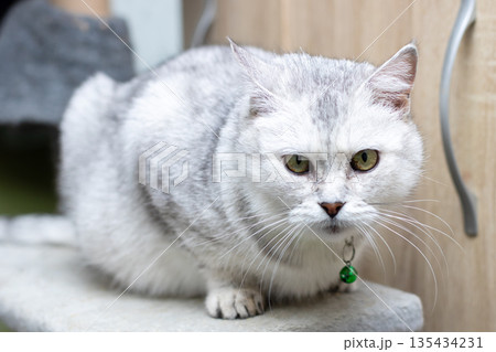 Calm cat lounging, Relaxed cat calmly perches with plush fur and tiny bell hanging nearby 135434231