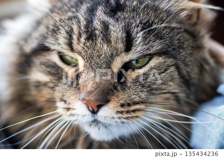 Close shot of pondering tabby cat showcasing sharp green eyes and delicate fur textures 135434236