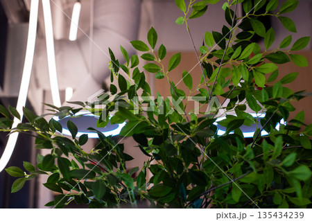 Contemporary wellness space featuring glossy leaves and industrial design elements Contemporary wellness space featuring glossy leaves and industrial design elements 135434239