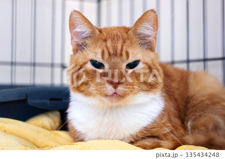 Serene feline resting, Calm cat with noble demeanor, Peaceful tabby enjoys cozy indoor surroundings 135434248