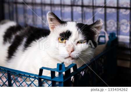 Tranquil black and white feline peacefully resting within shelter cage environment Tranquil black and white feline peacefully resting within shelter cage environment 135434262