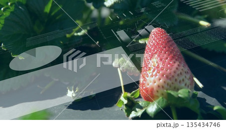 Displaying red strawberry resting on plastic mulch among leaves at farm, data overlay, copy space 135434746