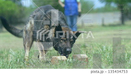 Sniffing German Shepherd dog inspecting two rectangular bricks on fenced yard, with handler gloves 135434753
