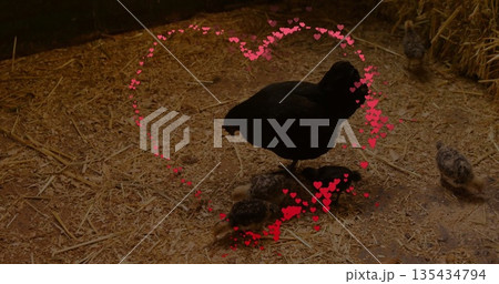 Black hen protecting spotted chicks in poultry coop, with hay bales and red heart filter Black hen protecting spotted chicks in poultry coop, with hay bales and red heart filter 135434794
