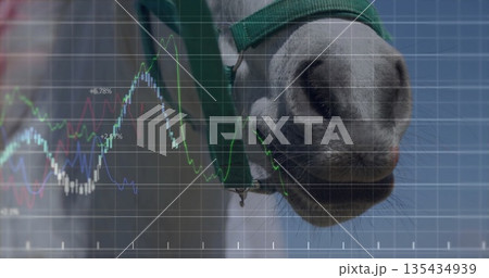 Displaying horse nose wearing green halter at farm, with grid overlay and line graphs, copy space Displaying horse nose wearing green halter at farm, with grid overlay and line graphs, copy space 135434939