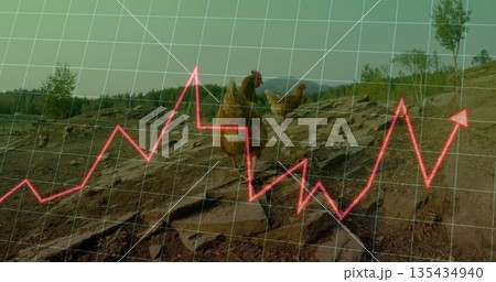 Foraging brown hen scratching rocky hillside, with saplings, grid overlay and red trend arrow Foraging brown hen scratching rocky hillside, with saplings, grid overlay and red trend arrow 135434940