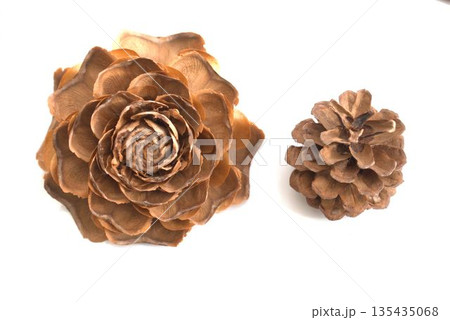 白い背景にヒマラヤ杉の実と松ぼっくり 135435068