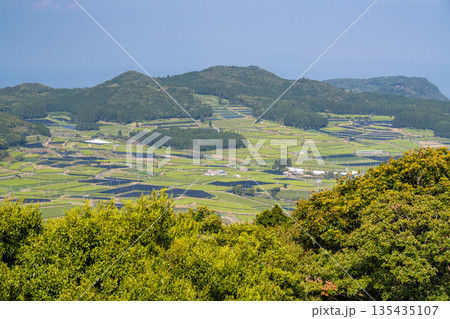 《鹿児島県》広大な茶畑の風景・南九州市 《鹿児島県》広大な茶畑の風景・南九州市 135435107