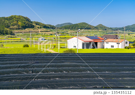 《鹿児島県》広大な茶畑の風景・南九州市 135435112