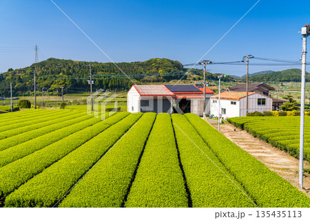 《鹿児島県》広大な茶畑の風景・南九州市 135435113