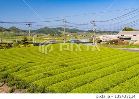 《鹿児島県》広大な茶畑の風景・南九州市 135435114