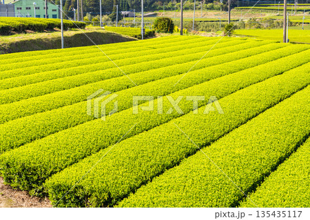 《鹿児島県》広大な茶畑の風景・南九州市 135435117